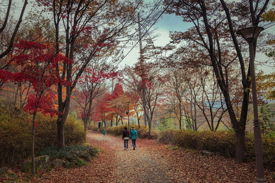 단풍 든 길을 함께 걷는 사람들
