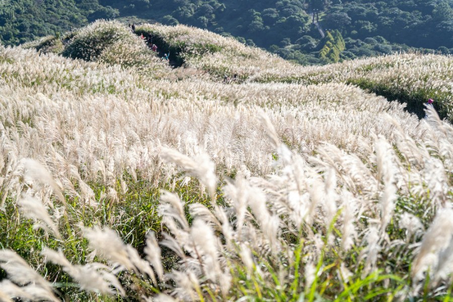 파란 하늘 아래 바람에 흔들리는 억새