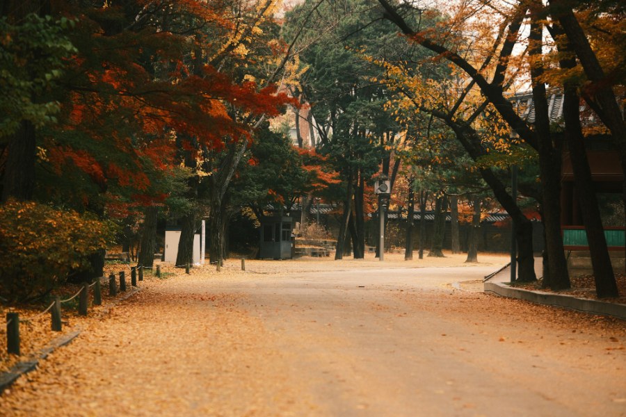 단풍 든 나무 사이로 난 흙길
