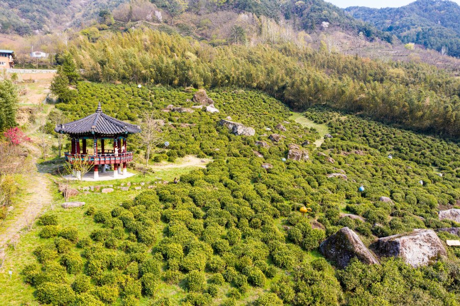 하동 화개면 차나무 시배지 차밭